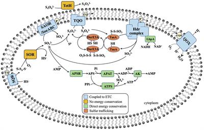 Physiology, Taxonomy, and Sulfur Metabolism of the Sulfolobales, an Order of Thermoacidophilic Archaea